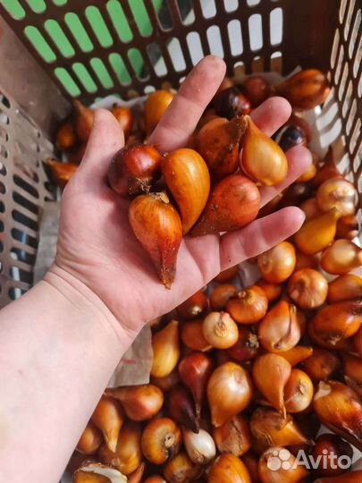 Луковицы тюльпанов