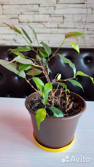 Фикус бенджамина