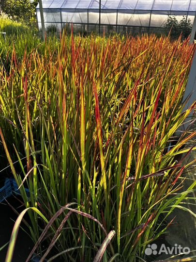 Императа ред барон, Пеннисетум, Осока