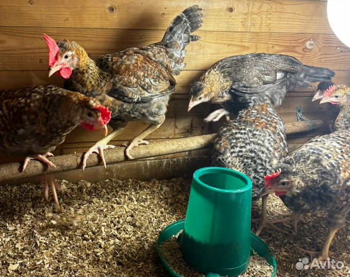 Петушки доминанты Куропатчатые 4 месяца