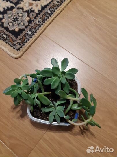 Суккулент Эхеверия