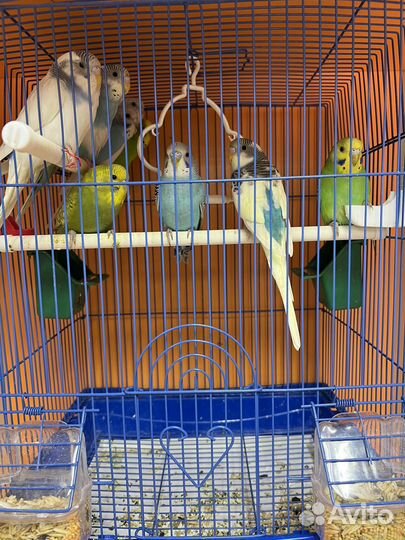 Волнистый попугай