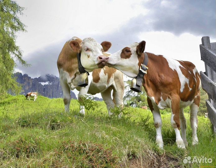 Бмвк для дойных коров 40 кг