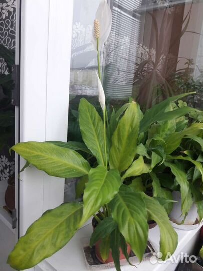 Спатифиллум(женское счастье)