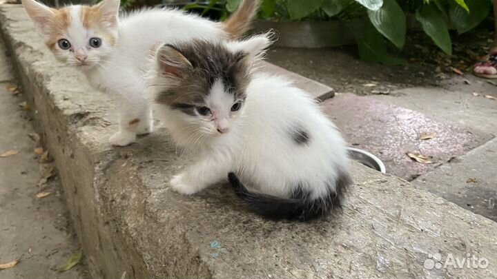 Котенок в добрые руки