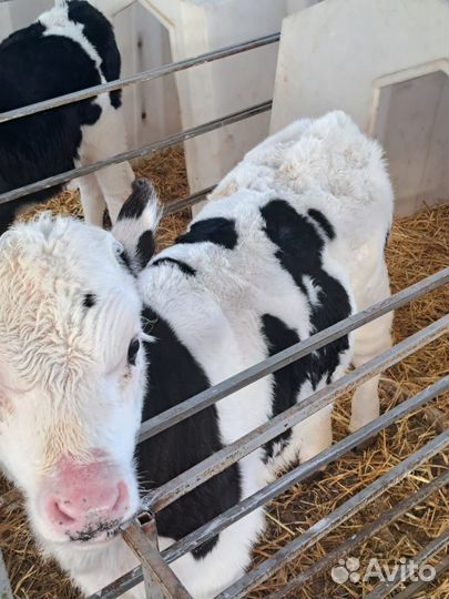 Телята бычки