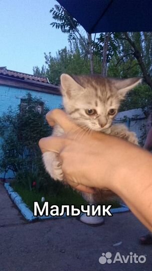 Котята в добрые руки