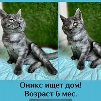 Котенок ищет дом