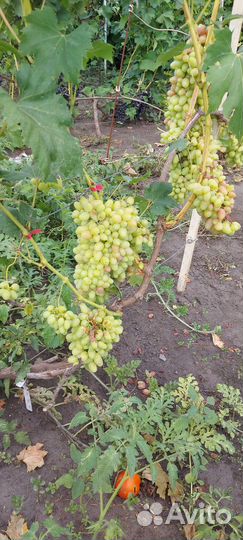 Черенки винограда