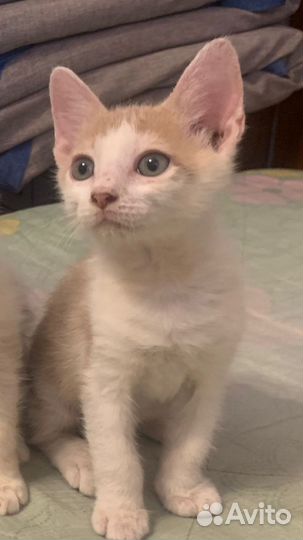 Отдам котят в добрые руки бесплатно