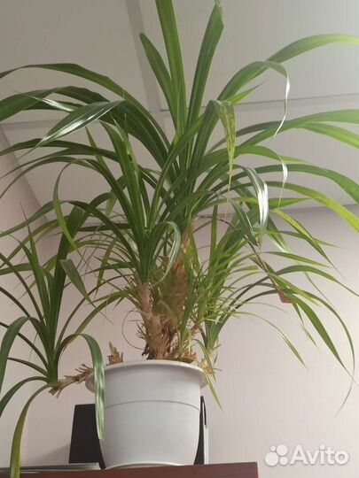 Продам цветы комнатные