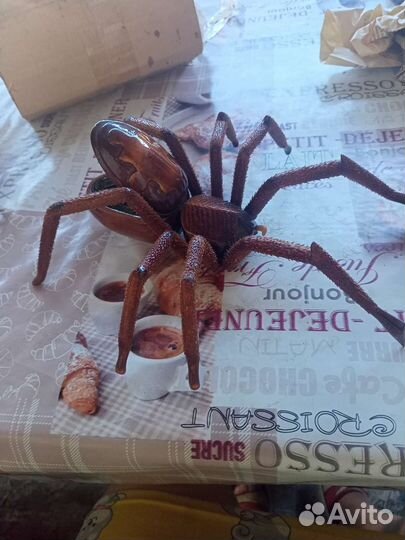 Шкатулка паук