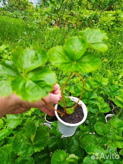 Рассада клубники купчиха