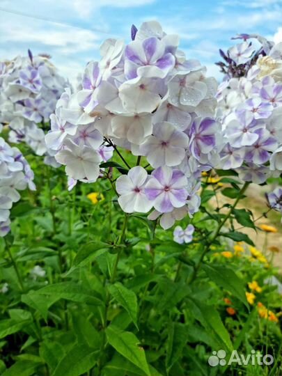 Флокс взрослый куст