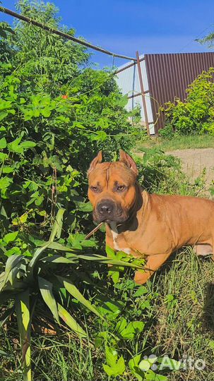 Стаффордширский терьер (вязка)