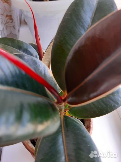 Фикус Мелани