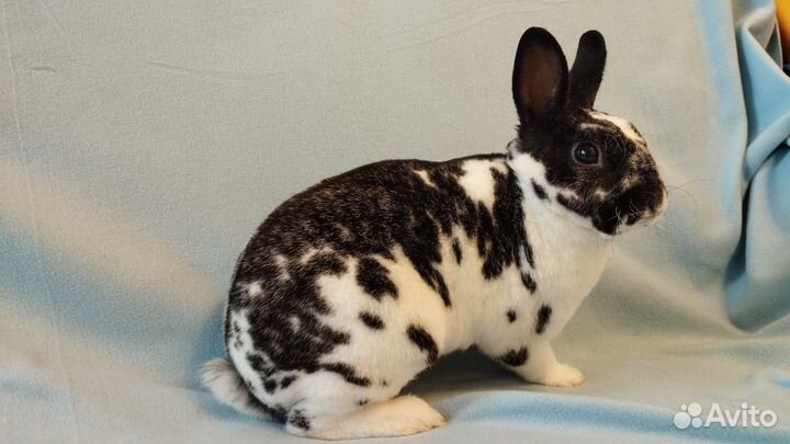 Карликовый кролик рекс мальчик