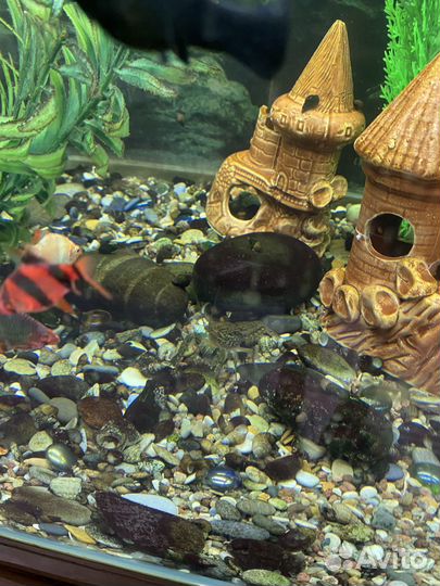 Продаются раки аквариумные