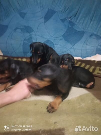 Доберманчики