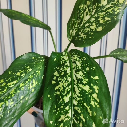 Диффенбахия