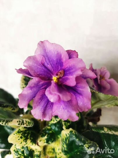 Фиалка химера