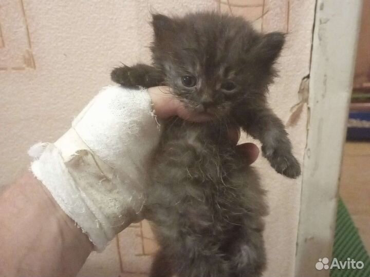 Котята