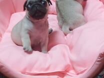 в екатеринбурге мужчина выкинул ребенка. в краснодаре девушке засунули термос солдаты. драка школьников на улице. ребенок выбросил ребенка из окна. 2022.