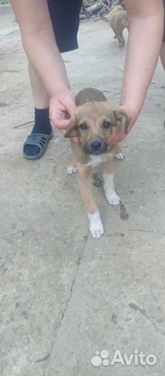 Щеночки в дар