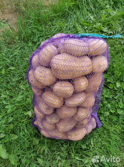 Продается крупный картофель