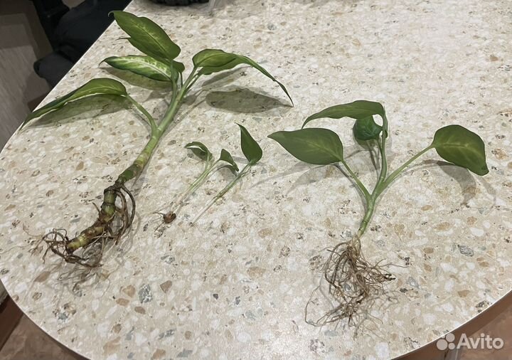 Диффенбахия камилла