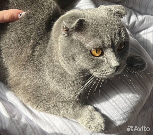 Вислоухий кот