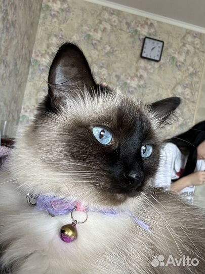 Сиамская кошечка