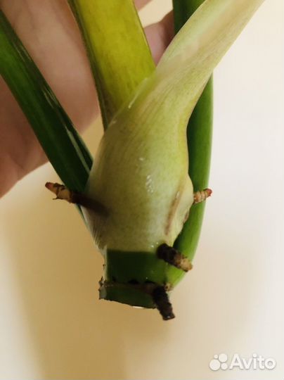 Филодендрон Серратум Оранж (макушка)