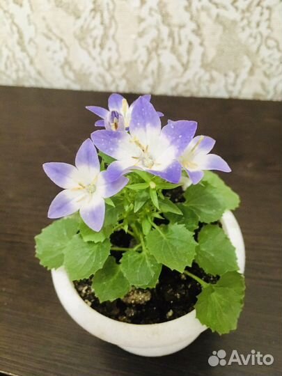 Кампанулы (жених невеста, любовник )