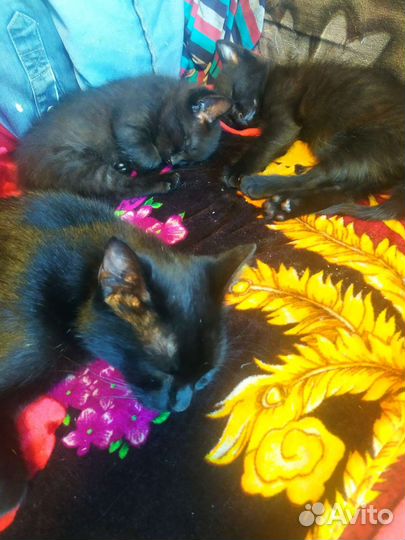 Котята кот и кошка