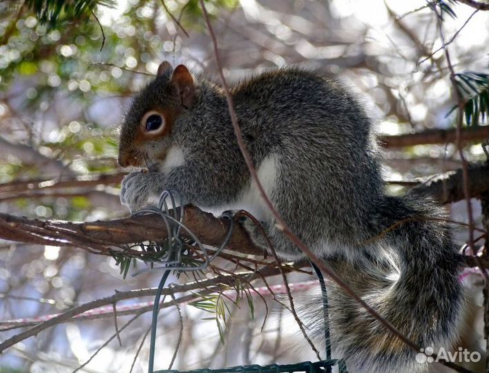 Olympus M.Zuiko ED 40-150mm f/4.0-5.6 R+Коробка+