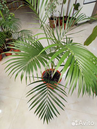 Пальма арека