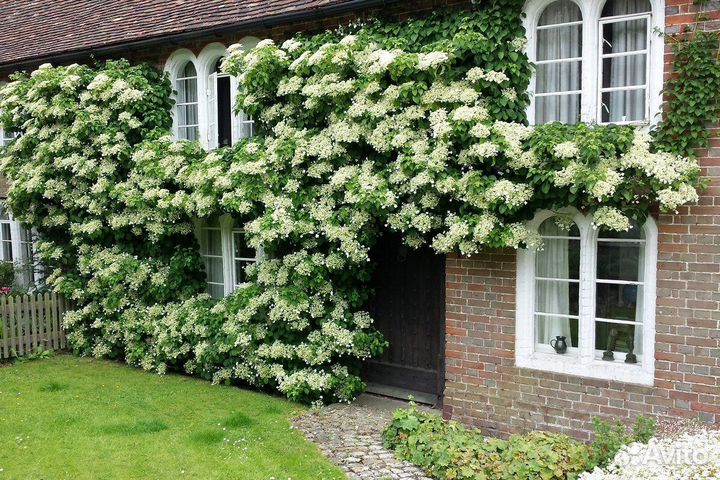 Гортензия черешковая