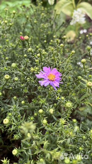 Астра многолетняя кустовая