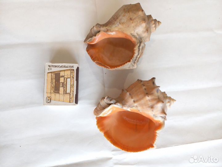 Рапаны Черноморские