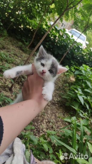 Котята