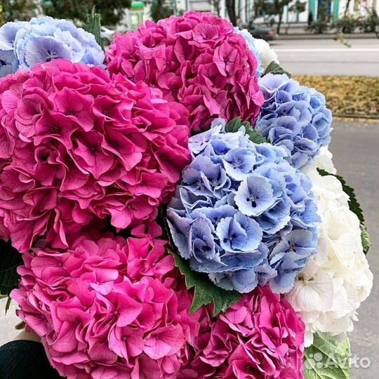 Пышная Гортензия Эквадор Доставка 24 Букет