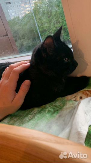 Кошки в добрые руки