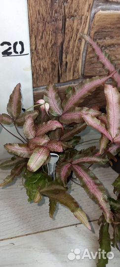 Птерис Albolineata Paint Pink 7/20