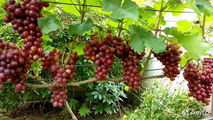 Саженцы Винограда Памяти учителя