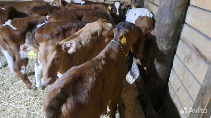 Телята бычки доставка с выбором