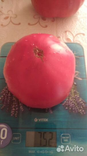 Семена томата Юсуповский