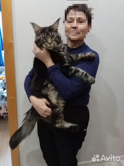 Кот мейн-кун вязка