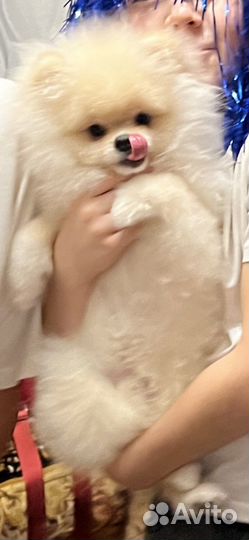 Померанский шпиц