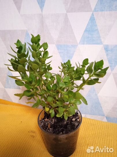 Каланхоэ цветущий